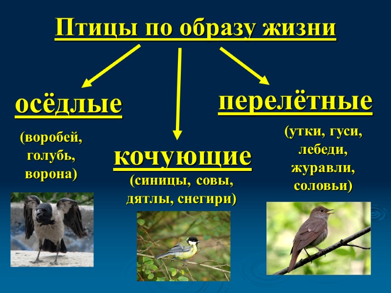 Птицы по образу жизни осёдлые кочующие перелётные (воробей, голубь, ворона) (синицы, совы, дятлы, снегири)